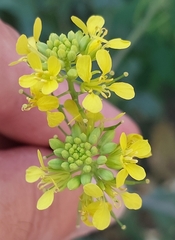 Rhamphospermum arvense