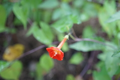Ipomoea coccinea