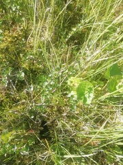 Betula nana