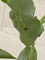 Harmonia axyridis