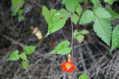Ipomoea coccinea