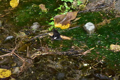 Papilio nephelus chaonulus