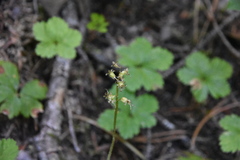 Neottia cordata