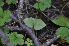 Neottia cordata