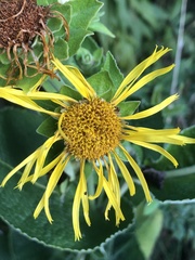Inula helenium