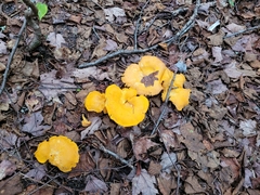 Cantharellus enelensis
