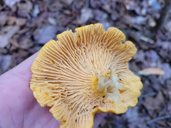 Cantharellus enelensis