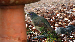 Ptilonorhynchus violaceus