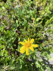Arnica latifolia