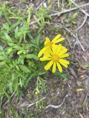 Senecio pinnatifolius