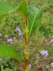 Persicaria attenuata