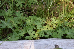 Petasites frigidus palmatus