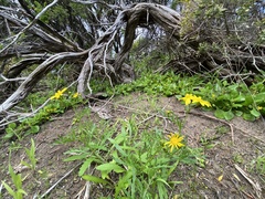 Senecio pinnatifolius