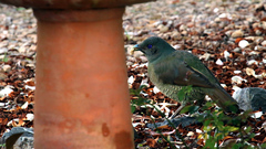 Ptilonorhynchus violaceus