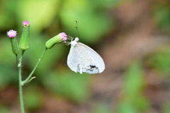 Leptosia nina niobe