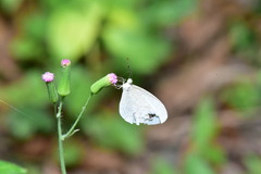 Leptosia nina niobe