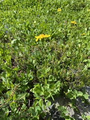 Arnica latifolia