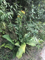 Inula helenium