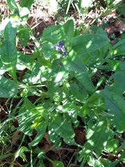 Anchusa