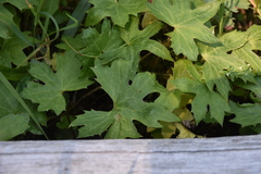 Petasites frigidus palmatus