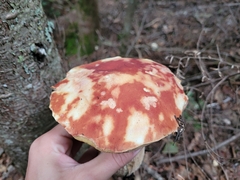Boletus chippewaensis