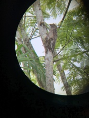 Nyctibius griseus