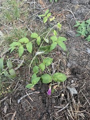 Nothochelone nemorosa