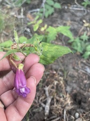 Nothochelone nemorosa