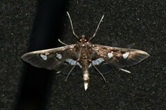 Desmia subdivisalis
