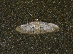 Idaea pervertipennis