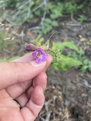 Nothochelone nemorosa