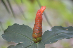 Costus scaber