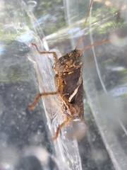 Xenocatantops humilis