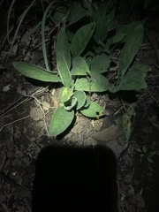 Pentaglottis sempervirens