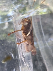 Xenocatantops humilis