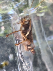 Xenocatantops humilis