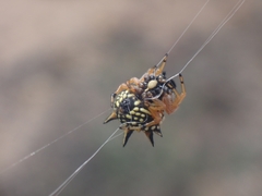 Austracantha minax