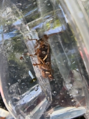 Xenocatantops humilis