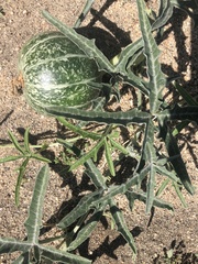 Cucurbita digitata