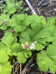Rubus lasiococcus
