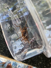 Xenocatantops humilis