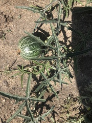 Cucurbita digitata