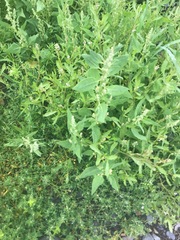 Atriplex gmelinii