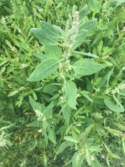 Atriplex gmelinii
