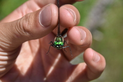 Somatochlora albicincta