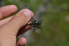 Somatochlora albicincta
