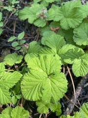 Rubus lasiococcus