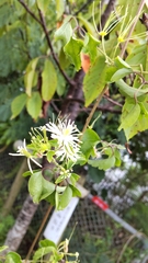 Clematis javana