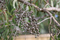 Corymbia citriodora