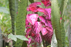 Coleus scutellarioides